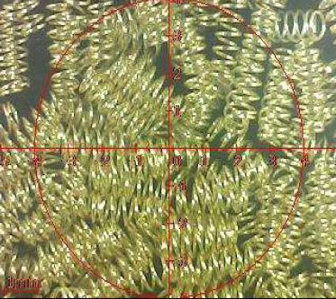 Cineálacha spriongaí cónascaire bioráin pogo